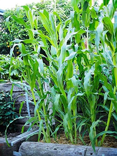 Bulk Sweet Corn Seeds (5 lbs)