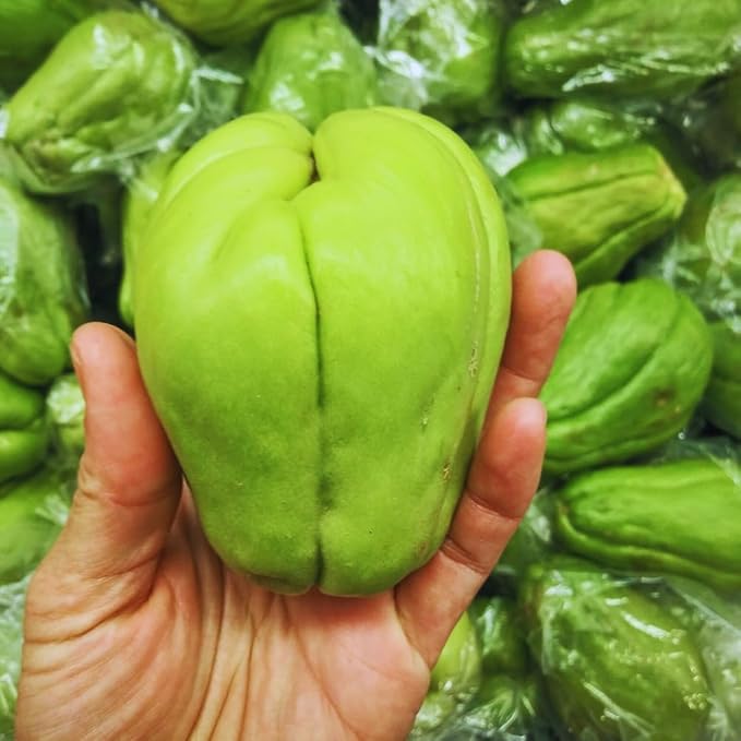 Chayote Squash Plant Live Chayote Plant Edible Vegetable Vine Plants 7 to 9 Inc Tall Gallon Pot Outdoor Indoor Garden
