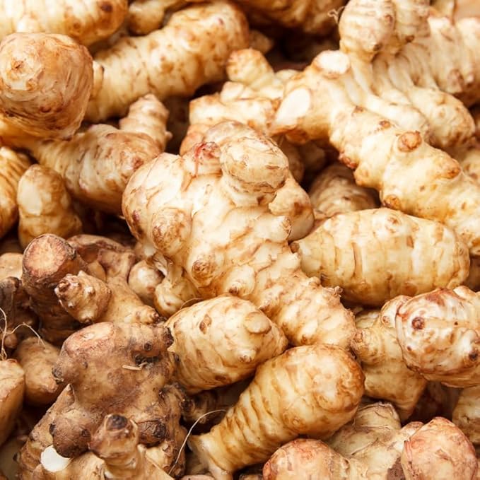 1 Lb Tubers Jerusalem Artichokes Sunchokes Bulbs Vegetable Jerusalem Artichokes Bulbs Tubers for Planting