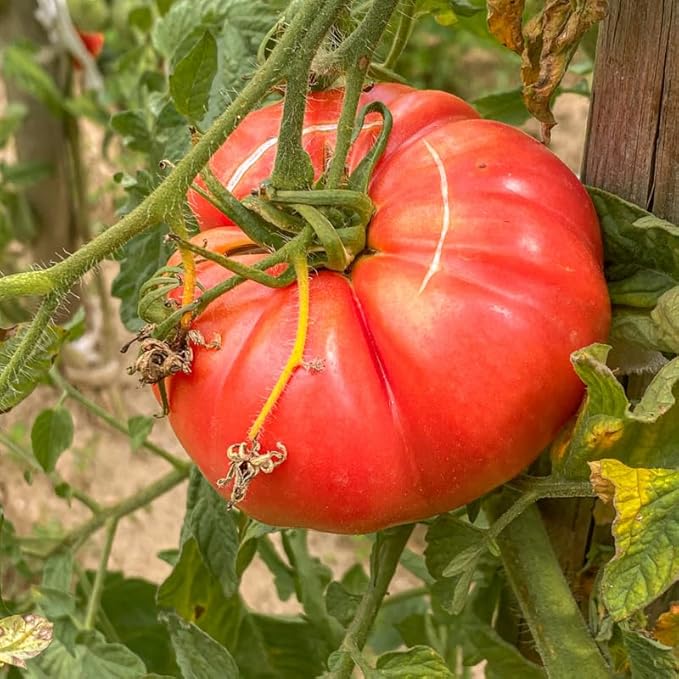 Pack 2 Pots Beefsteak Tomato Plants Live 4 Inch Pot Tomato Plants Live for Planting Outdoors Size 4 to 6 Inch