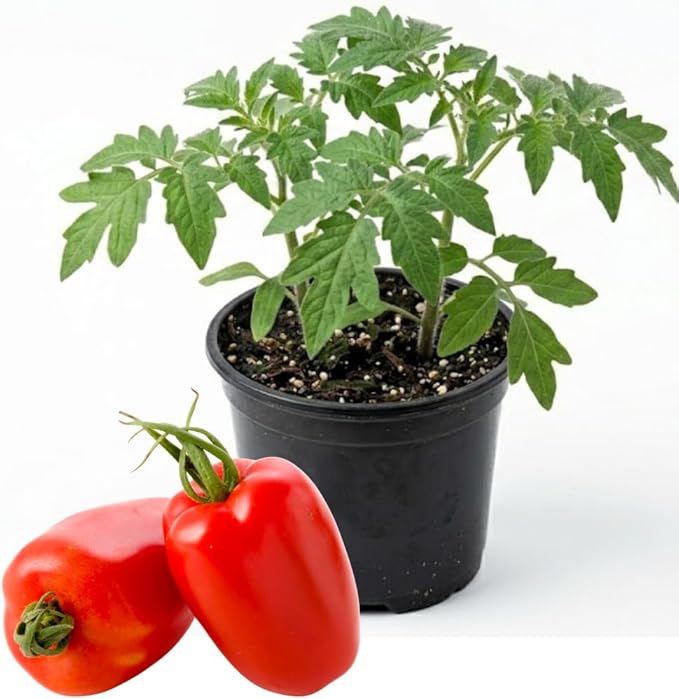 San Maranzo Tomato Plants 4 Inch Pot 4-8 Tall Live Tomatoes Plant Vegetable Tomato Seedling for Planting Outdoor Garden