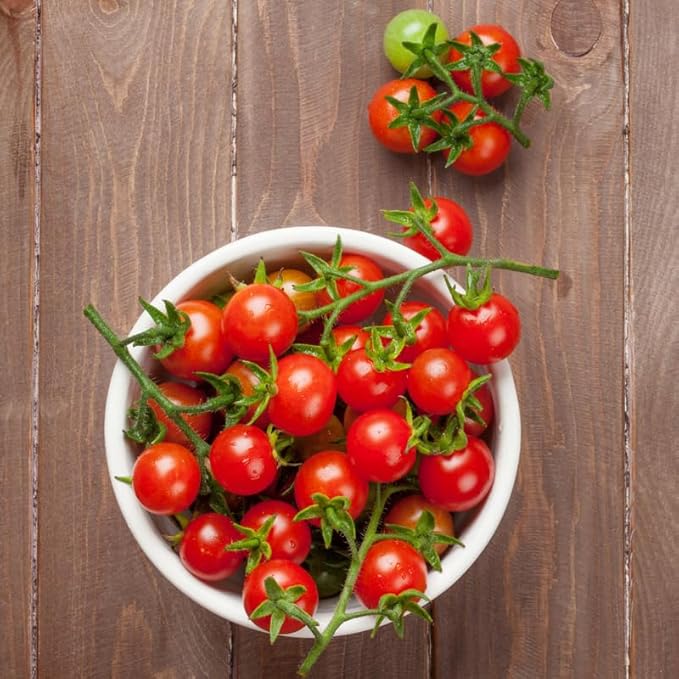 Cherry Tomato Plants Live for Planting Outdoor 4 Inch Pot 4 to 8 Inch Tall 2 Plants per Pot