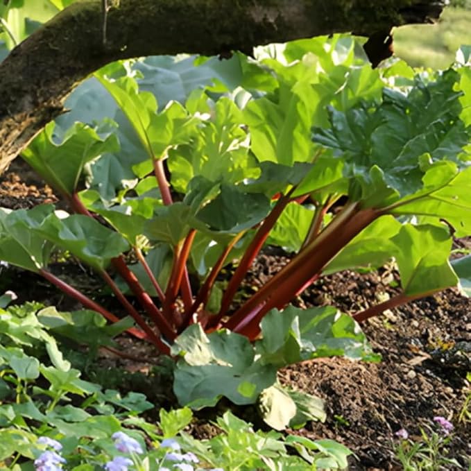 5-Pack Rhubarb Roots Plants for Planting 1.5 Inch Tall Fast- Growing Perennial Non GMO with Giant Red Stalk Resilient Vegetable Plants for Home Landscapes