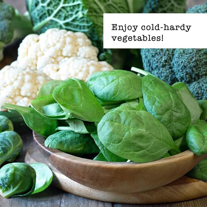 Ferry Morse Vegetable Seed Variety Pack - Cold Hardy High Germination Rate GMO Free - 7 Pack