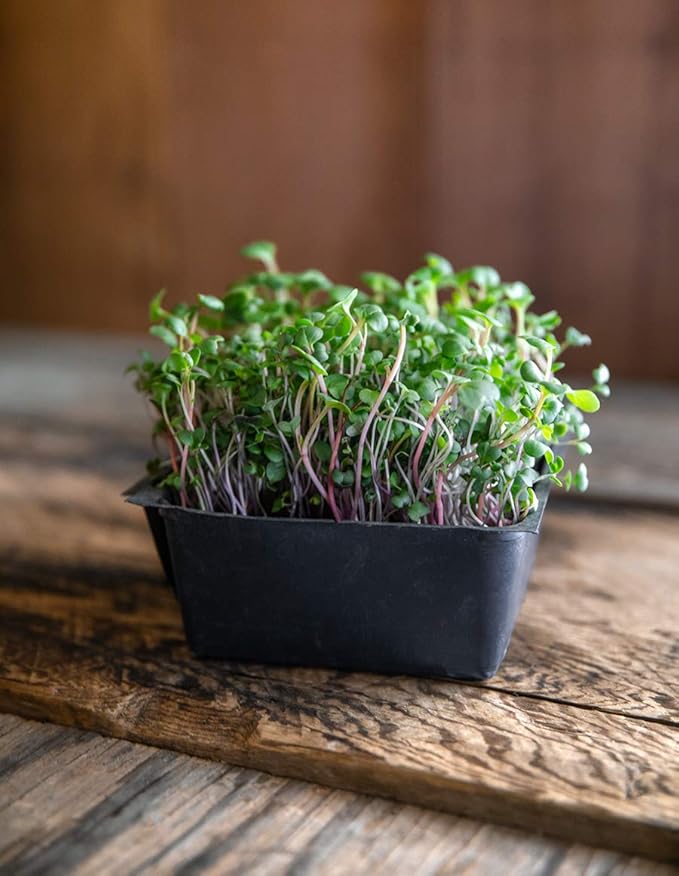 Heirloom Sprouting &amp Microgreen Seed Variety Pack | Contains Waltham 29 Broccoli Sprouting Seeds Rainbow Radish Sprouting Seeds Mix &amp Superfood Microgreen Mix | Non-GMO | Rainbow Heirloom See