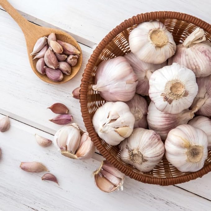 1 Lb White Garlic Bulbs for Planting 8 Hardy Garlic Bulbs for Planting Home Vegetable Garden or Raised Beds Hardneck Garlic Bulbs