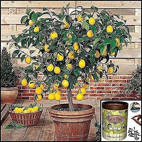 EarthPods® Organic Fruit Tree &amp Citrus Fertilizer Spikes – 100 Plant Food Capsules - Made in USA