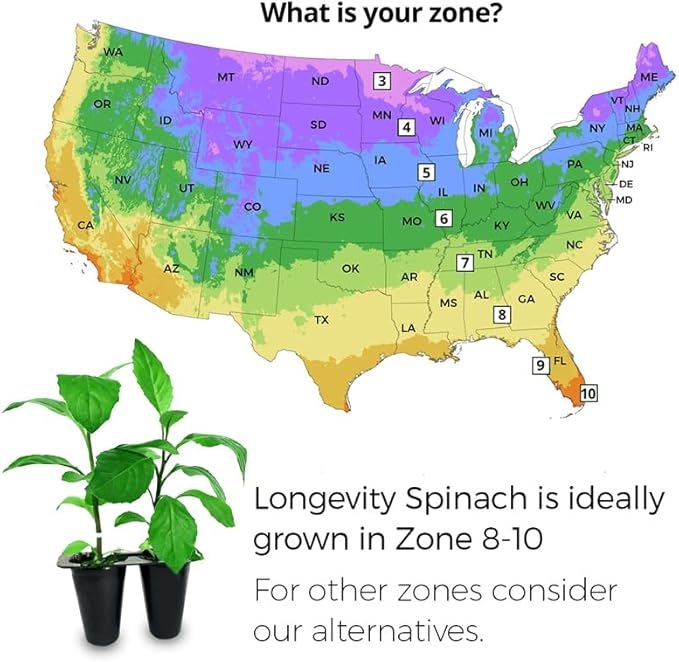 Longevity Spinach Plant (8 Plants)