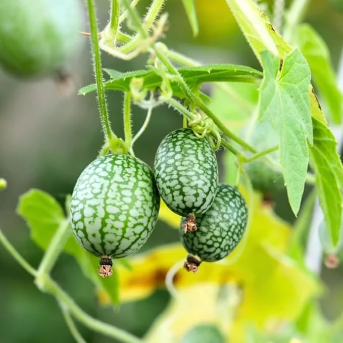 2 Cucamelon Plants Seedlings 4 to 6 Inches Tall Cucamelon Mini Cucumber Live Plant Vegetable Plants for Growing