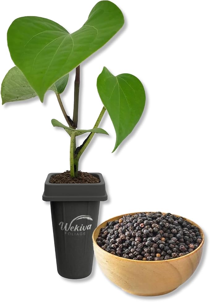 Black Pepper Plant - 1 Live Starter Vine - Piper Nigrum - Grow Your Own Spices in The Garden