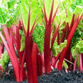 XXL Victoria Rhubarb Crown - Perennial High Yielding Rhubarb Crown Ready to Plant | Perfect for Home Gardeners - Easy to Grow and Low Maintenance (1 Pack)