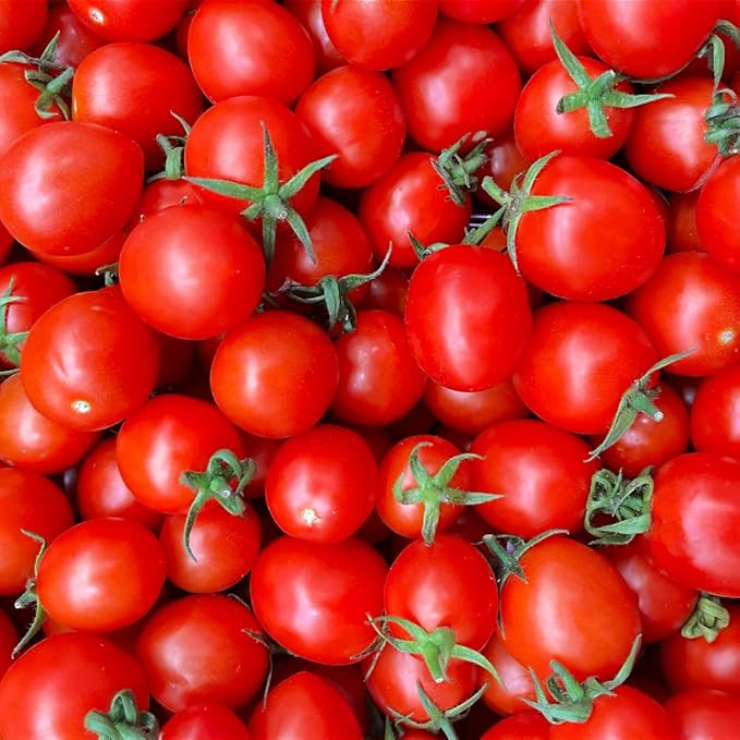 2 Tomato Plants in Pot Cherry Tomato Plant Heirloom Vegetable Plants Live for Planting Outdoors Garden