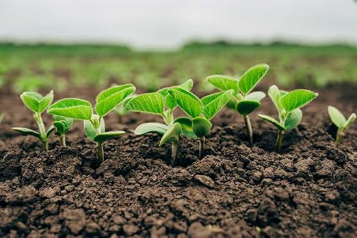 Old Cobblers Farm™ Wicked Growth 6-0-16 Fertilizer with Micronutrients - High-Yield Crops - Balanced Nutrition for Strong Growth (5 lbs | 10 lbs | 15 lbs | 20 lbs) (20 lbs)