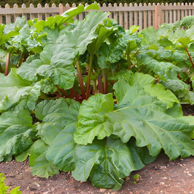 5 Rhubarb Plants Root for Planting Large Rhubarb Crown from Home- Grown 1.5 Inch Tall Hardy Rhubarb Roots with High Yields
