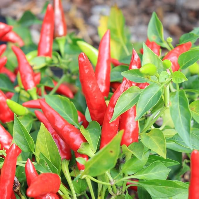 3 Hot Pequin Super Chili Pepper Plants Live in 2.5 Inch Pot for Planting Outdoor