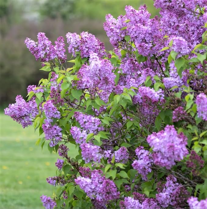 Lilac Tree Lilac Plants Live Ready to Plant 2 to 2.5 Feet Lilac Shrub Purple Lilac Tree Live Plant