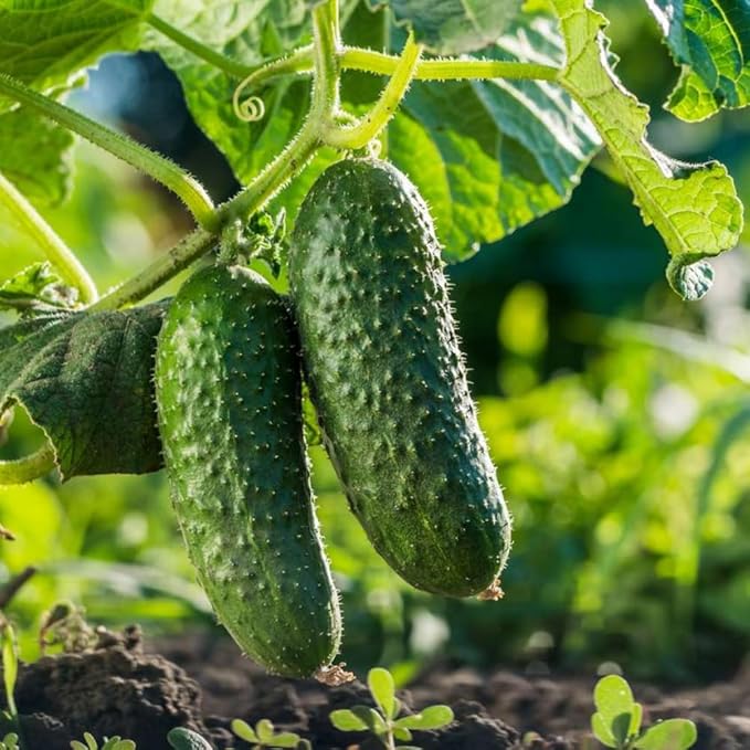 Cucumber Plants Live 6-8 Inches Tall in 4 Inch Pot 2 Plants Per Pot Vegetable Plants for Garden or Containers