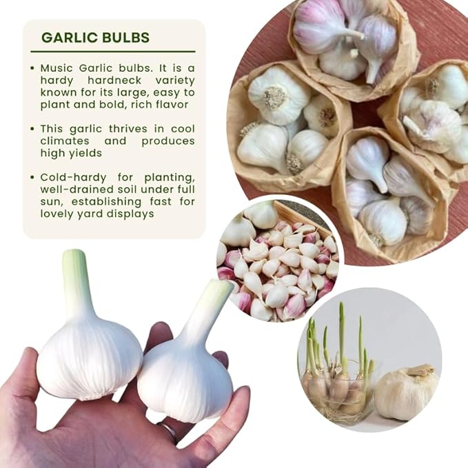 1 Pound Music Hardneck Garlic Bulbs for Planting Fresh High-Yield Hardy Garlic for Garden or Container Growing