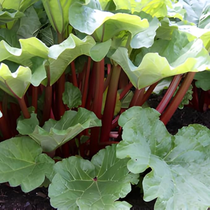 5-Pack Rhubarb Roots Plants for Planting 1.5 Inch Tall Fast- Growing Perennial Non GMO with Giant Red Stalk Resilient Vegetable Plants for Home Landscapes