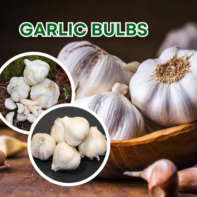 1 Lb Rare White Garlic Bulbs for Planting 8 Hardy Garlic Bulbs for Planting Home Vegetable Garden or Raised Beds Hardneck Garlic Bulbs