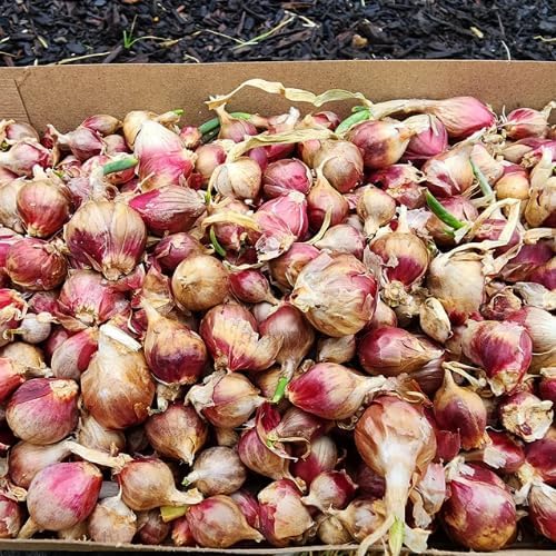 Potted of 3 Trees Onion Egyptian Walking Onion Live Plants for Planting Outdoors Rare Fresh Heirloom Allium Winter Onions Vegetable