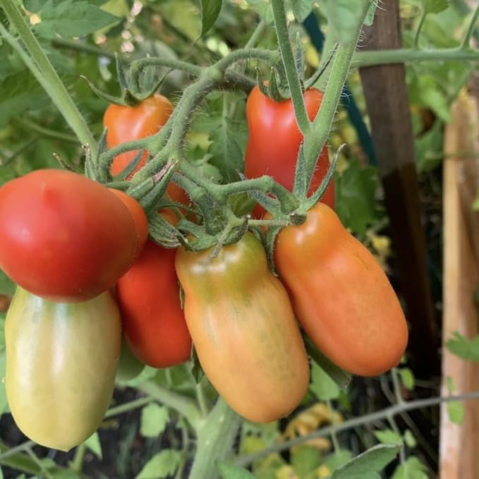 San Maranzo Tomato Plants 4 Inch Pot 4-8 Tall Live Tomatoes Plant Vegetable Tomato Seedling for Planting Outdoor Garden