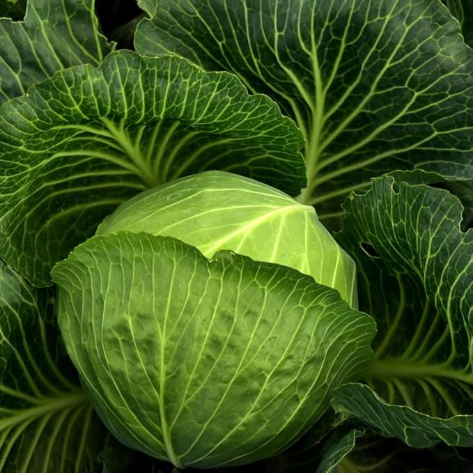 Set 2 Cabbage Plants 4 Inch Pot Cold Harrdy Cabbage Vegetable Plant for Indoor Outdoor Garden