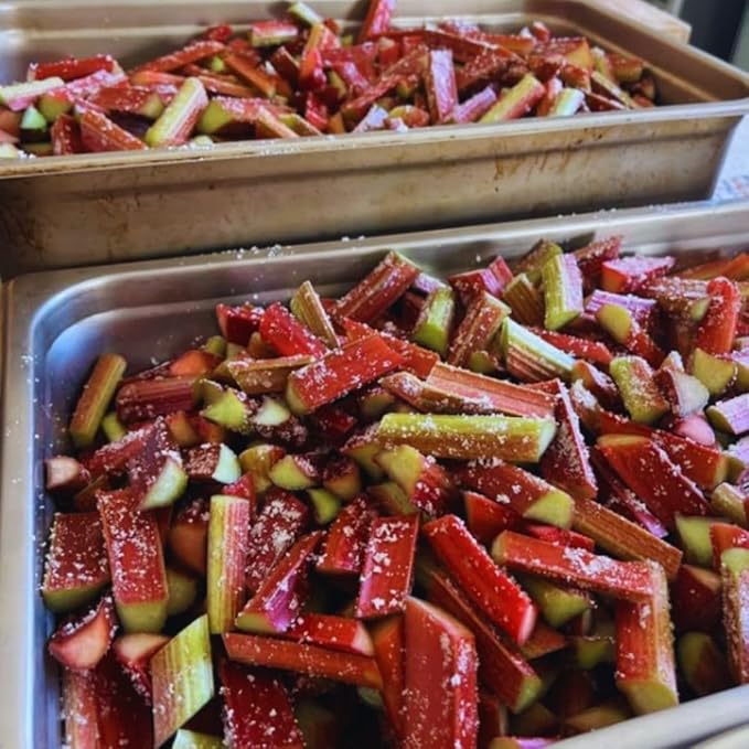 5 Rhubarb Plants Roots for Planting Rhubarb Plants Live Roots for Planting Gardening Outdoor Indoor Backyard Gardens 3 to 5 Inc Tall