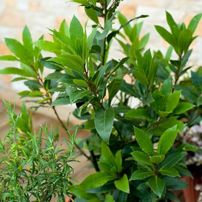 Bay Leaf Plant 5-8 Inch Tall Bay Leaf Tree Live Plant for Indoor Outdoor Garden 4 Inch Pot