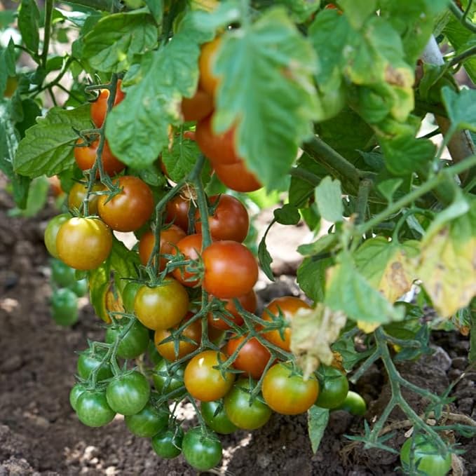 Cherry Tomato Plants Live for Planting Outdoor 4 Inch Pot 4 to 8 Inch Tall 2 Plants per Pot