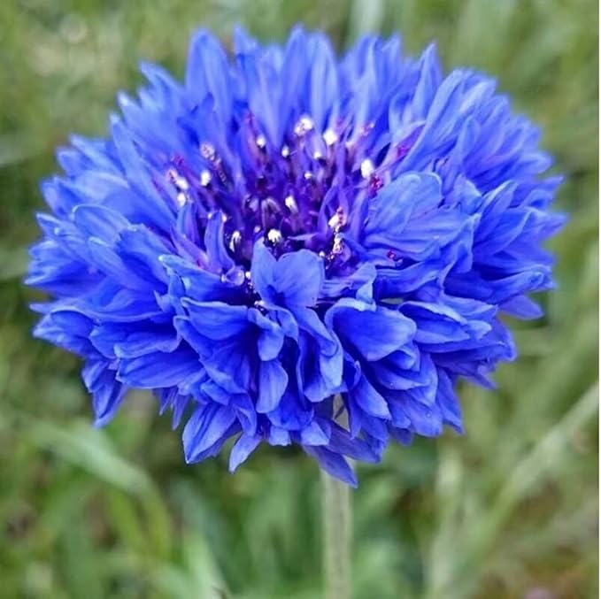400 Blue Tall Bachelor Button Seeds | Blue Cornflower USA Garden Corn Flower Edible Seed Plant Vegetable Seed