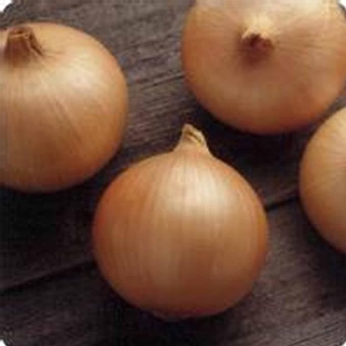 Candy Hybrid Onion Garden Seeds - 1000 Seeds - Non-GMO Vegetable Gardening Seed