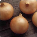 Candy Hybrid Onion Garden Seeds - 1000 Seeds - Non-GMO Vegetable Gardening Seed