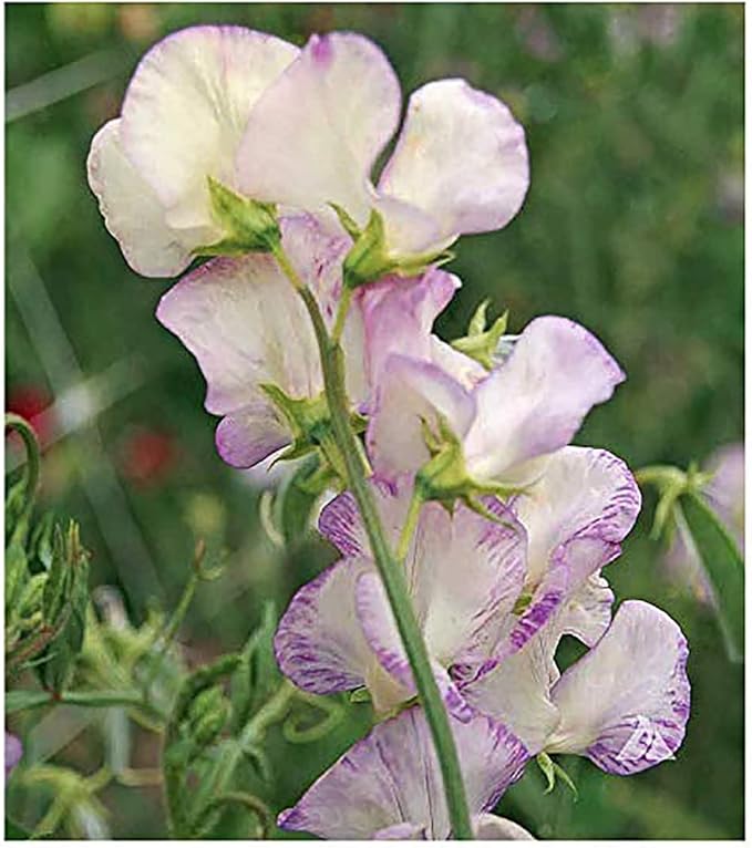 Fragrant Sweet Pea Seeds Climbimg Vine Up to 8' - Approximately 50 Seeds - Most Fragrant Sweet Peas - Lathyrus Odoratus