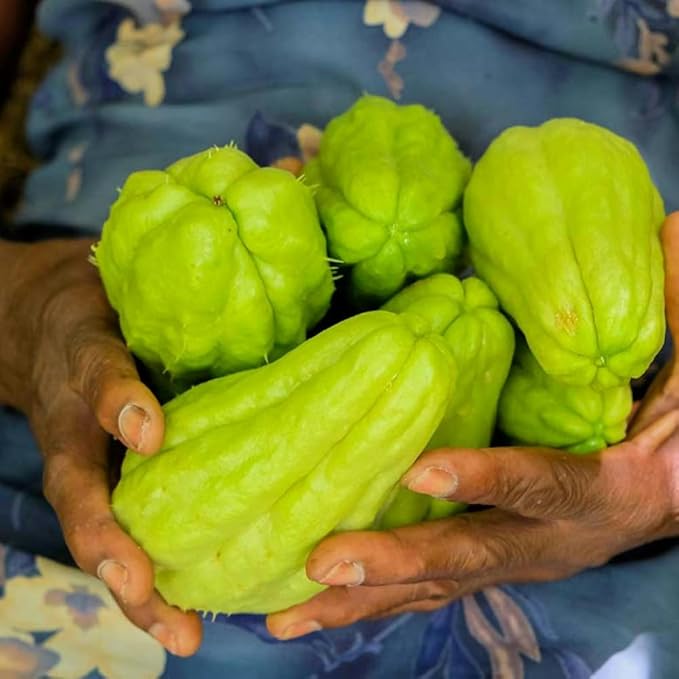 Chayote Squash Plant Live Chayote Plant Gallon Pot Vegetable Plant for Gardening Indoor Outdoor 7 to 9 Inc Tall