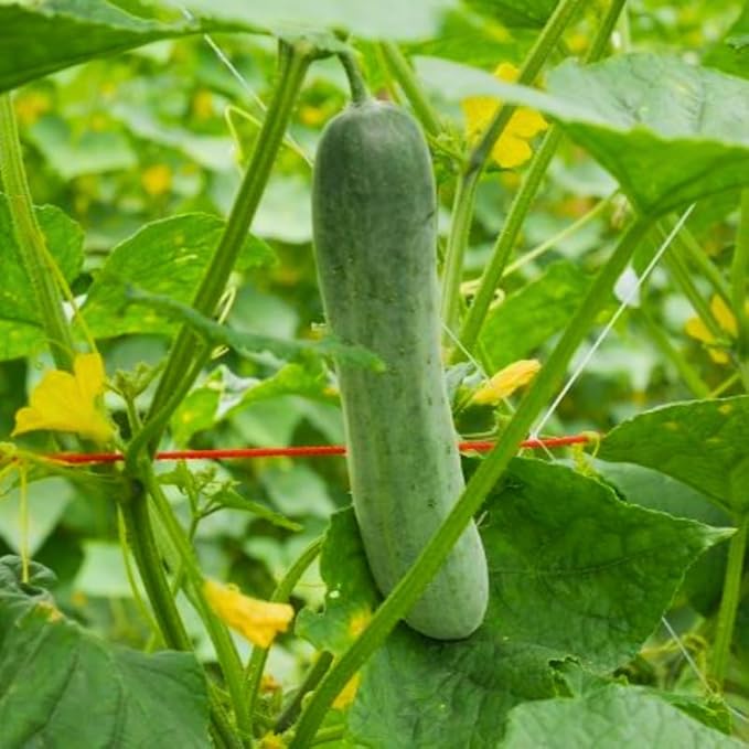 Set 2 Live Cucumber Plants for Planting Green Cucumber Plants Live for Planting Vegetable Plants 4 Inches Pot
