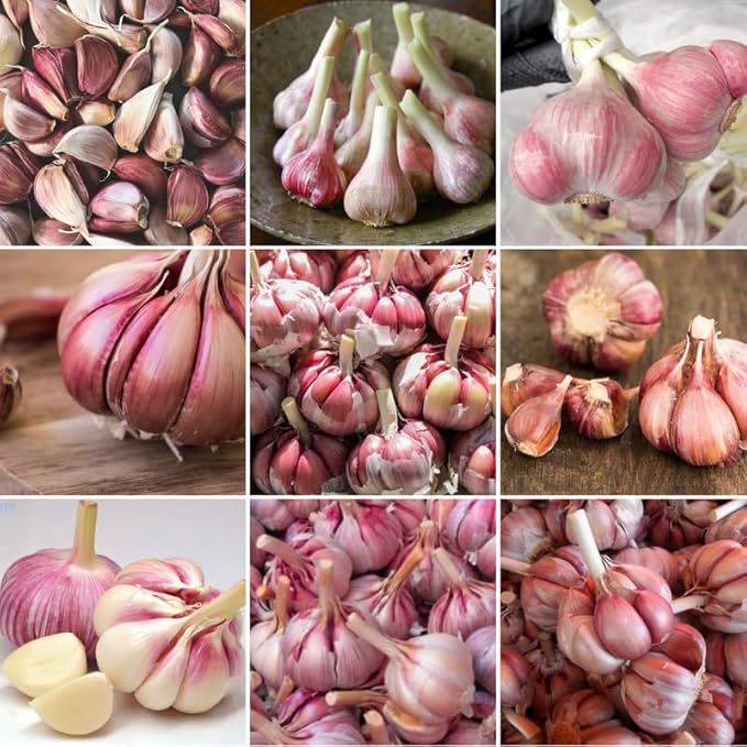 1 Lb Chesnok Red Garlic Bulbs for Planting 8 Hardy Garlic Bulbs for Planting Home Vegetable Garden or Raised Beds Hardneck Garlic Bulbs