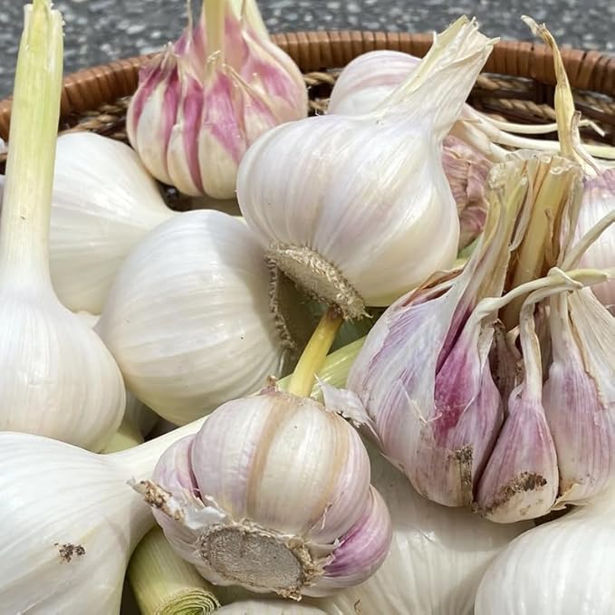 1 Pound Music Hardneck Garlic Bulbs for Planting Fresh High-Yield Hardy Garlic for Garden or Container Growing