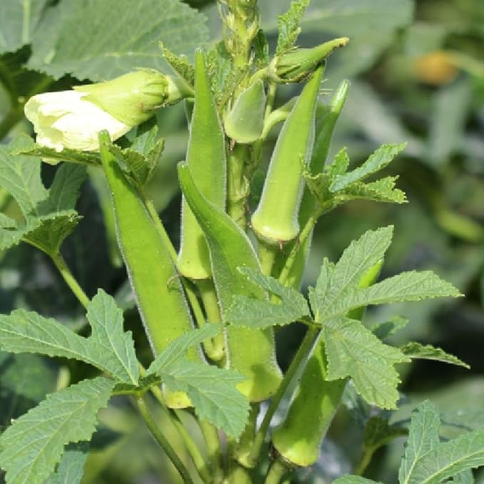 Set 2 Live Green Okra Plants 4 to 6 Inches Tall 4 Inches Pot Okra Vegetable Plants Live Potted for Planting Outdoor