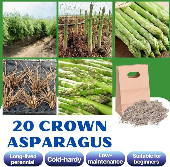 20 Green Asparagus Roots - Bare Root Asparagus Crowns for Planting Perennial Vegetable Plants for Outdoor Garden