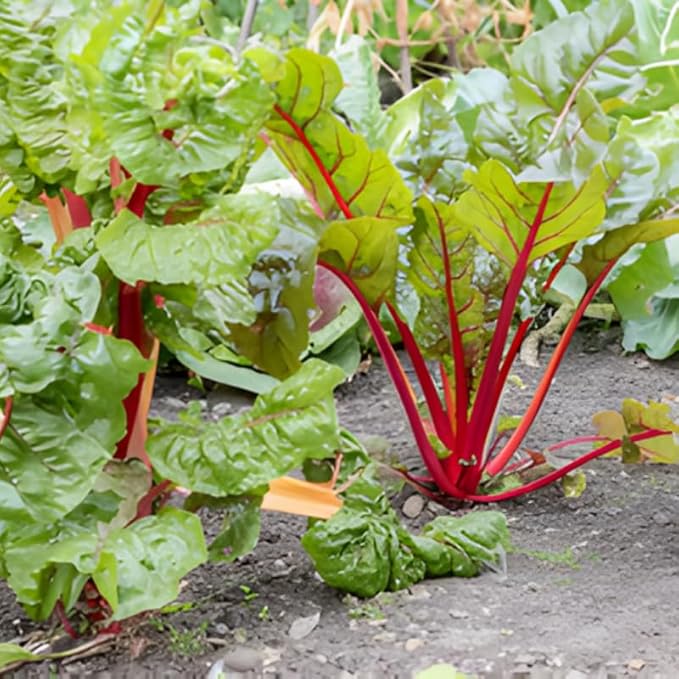 5 Rhubarb Plants Root for Planting Large Rhubarb Crown from Home- Grown 1.5 Inch Tall Hardy Rhubarb Roots with High Yields