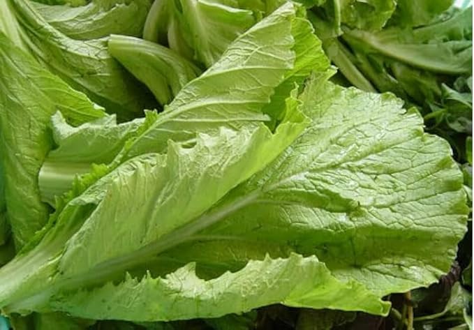 6000+ Large Bamboo-Leaf GAI Choi Mustard Green Seeds 大葉竹芥菜