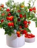 2 Pots 3 Cherry Tomatoes Plants 3-5 Inch Tall Red Tomato Seedling Heirloom Tomato Plants