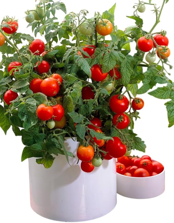 2 Pots 3 Cherry Tomatoes Plants 3-5 Inch Tall Red Tomato Seedling Heirloom Tomato Plants