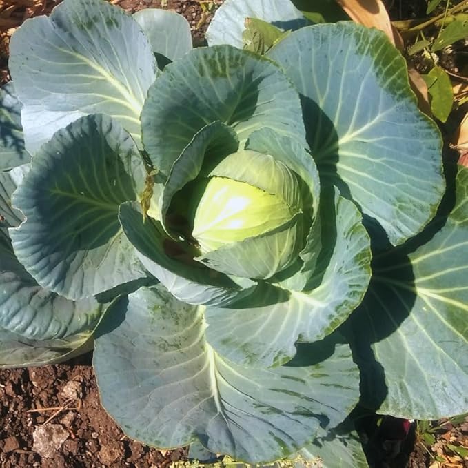 Cabbage Plant Live for Gardening Cabbage Live Plants Vegetable Plant Pot from 3 Inc Tall 4 Inc Pot