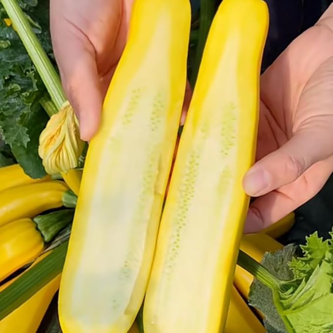 6 Zucchini Plants Seedlings 4 to 6 Inches Tall Live Yellow Squash Zucchini Plants for Planting