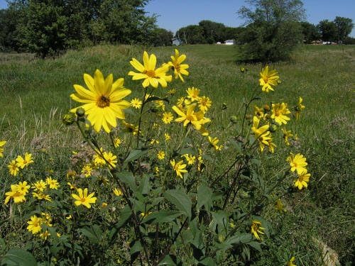 Stampede Jerusalem Artichoke Tubers (Organic) Per Tuber - Early Maturing - Big Tubers - Stampede Variety Sunchokes (10 Tubers)