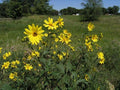 Stampede Jerusalem Artichoke Tubers (Organic) Per Tuber - Early Maturing - Big Tubers - Stampede Variety Sunchokes (20 Tubers)