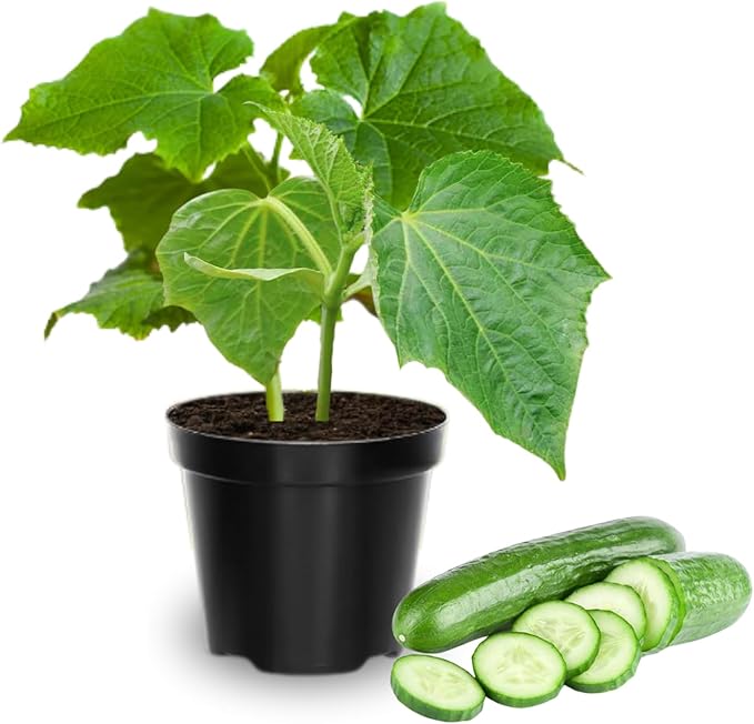 Set of 2 Live Green Cucumber Plants 3 to 5 Inches Tall Cucumber Plants Live 4 Inches Pot Cucumber Live Plants Cucumber Starter Plants for Growing Easy to Plant Outdoor