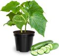 Set of 2 Live Green Cucumber Plants 3 to 5 Inches Tall Cucumber Plants Live 4 Inches Pot Cucumber Live Plants Cucumber Starter Plants for Growing Easy to Plant Outdoor